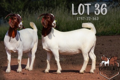 1X BOER GOAT PREGNANT FLOCK DOE KROKODILNEST BOERBOKSTOET