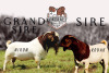 1X BOER GOAT PREGNANT FLOCK DOE KROKODILNEST BOERBOKSTOET - 2