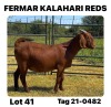 1X KALAHARI RED FLOCK DOE FERMAR KALAHARI REDS STUD