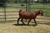 1X KALAHARI RED FLOCK DOE FERMAR KALAHARI REDS STUD - 2