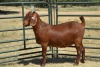 1X KALAHARI RED FLOCK DOE FERMAR KALAHARI REDS STUD - 3