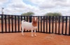 1X BOER GOAT PREGNANT FLOCK DOE HARDEKOOL BOERBOK STOET 2077