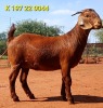 1X KALAHARI RED PREGNANT FLOCK DOE JAZETT GENETICS