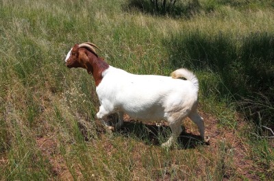 1X BOER GOAT PREGNANT FLOCK DOE HENRI PRETORIUS