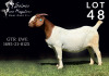 1X BOER GOAT PREGNANT FLOCK DOE SALMON VAN HUYSSTEEN BOER GOAT STUD