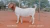 1X BOER GOAT PREGNANT DOE STUD VOORBOK