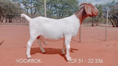 1X BOER GOAT PREGNANT STUD DOE VOORBOK