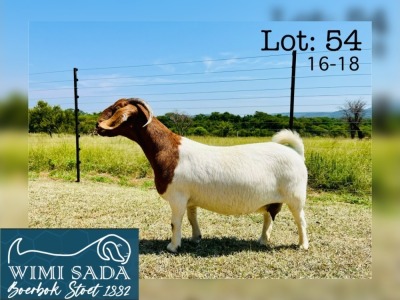 WITHDRAWN - 1X BOER GOAT DOE WIMI SADA BOERBOKSTOET