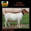 1X BOER GOAT STUD DOE BOSLAND BOERDERY