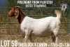 1+2X BOER GOAT FLOCK DOE KOATI BOER GOAT STUD