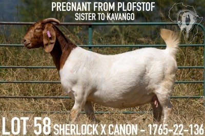 1+2X BOER GOAT FLOCK DOE KOATI BOER GOAT STUD