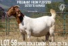 1+2X BOER GOAT FLOCK DOE KOATI BOER GOAT STUD - 2