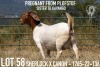 1+2X BOER GOAT FLOCK DOE KOATI BOER GOAT STUD - 3