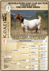 1+2X BOER GOAT FLOCK DOE KOATI BOER GOAT STUD - 5