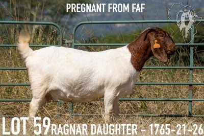 1+2X BOER GOAT FLOCK DOE KOATI BOER GOAT STUD