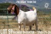 1+2X BOER GOAT FLOCK DOE KOATI BOER GOAT STUD - 3