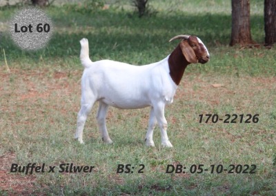 1X BOER GOAT FLOCK DOE FOURIE BOERBOK STUD