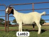 1X BOER GOAT FLOCK DOE SCHOONHEID BOERBOK STOET