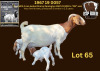 1X BOER GOAT FLOCK DOE ESP BOERBOK STOET