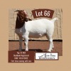 1X BOER GOAT FLOCK DOE JOHN BOTES BOERDERY