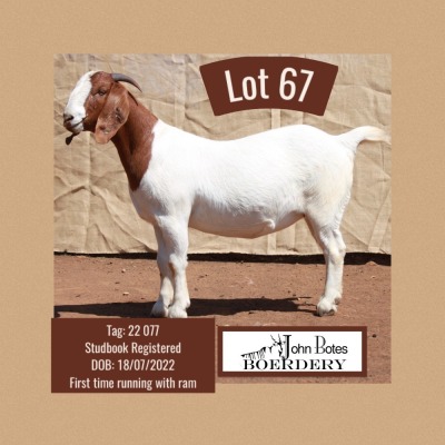 1X BOER GOAT FLOCK DOE JOHN BOTES BOERDERY