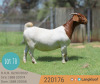 1X BOER GOAT PREGNANT FLOCK DOE LANGKLOOF BOERBOKSTOET