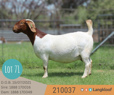 1+1X BOER GOAT STUD DOE LANGKLOOF BOERBOKSTOET