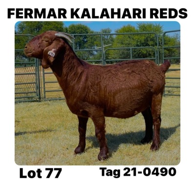 1X KALAHARI RED FLOCK DOE FERMAR KALAHARI REDS STUD