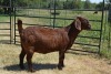 1X KALAHARI RED FLOCK DOE FERMAR KALAHARI REDS STUD - 2