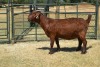 1X KALAHARI RED FLOCK DOE FERMAR KALAHARI REDS STUD - 3