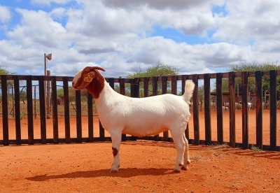 1X BOER GOAT FLOCK DOE HARDEKOOL BOERBOK STOET 2077