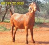 1X KALAHARI RED PREGNANT FLOCK DOE JAZETT GENETICS