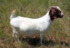 1X BOER GOAT PREGNANT FLOCK DOE HENRI PRETORIUS