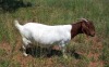 WITHDRAWN - 1X BOER GOAT DOE HENRI PRETORIUS