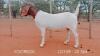 1X BOER GOAT PREGNANT FLOCK DOE VOORBOK