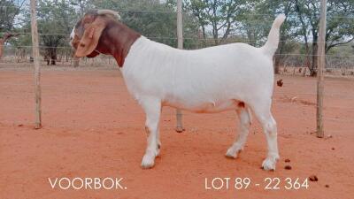 1X BOER GOAT PREGNANT FLOCK DOE VOORBOK