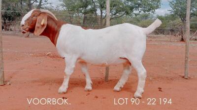 1X BOER GOAT PREGNANT FLOCK DOE VOORBOK