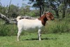 1X BOER GOAT FLOCK DOE SHEKINAH BOERBOKSTOET