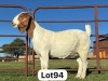 1X BOER GOAT PREGNANT FLOCK DOE SCHOONHEID BOERBOK STOET