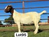 1X BOER GOAT PREGNANT FLOCK DOE SCHOONHEID BOERBOK STOET