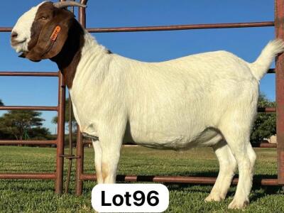 1X BOER GOAT PREGNANT FLOCK DOE SCHOONHEID BOERBOK STOET