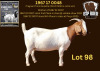 WITHDRAWN - 1X BOER GOAT DOE ESP BOERBOK STOET