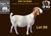 1X BOER GOAT PREGNANT FLOCK DOE ESP BOERBOK STOET