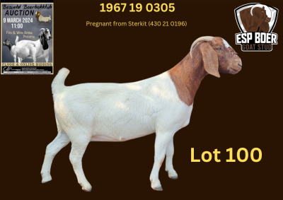 WITHDRAWN - 1X BOER GOAT DOE ESP BOERBOK STOET