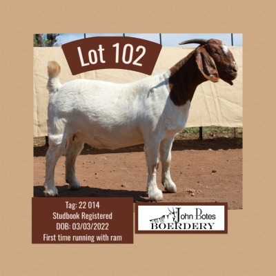 1X BOER GOAT FLOCK DOE JOHN BOTES BOERDERY