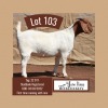 1X BOER GOAT FLOCK DOE JOHN BOTES BOERDERY