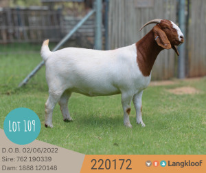 1X BOER GOAT PREGNANT STUD DOE LANGKLOOF BOERBOKSTOET