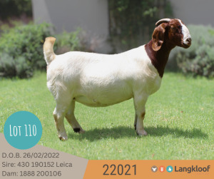 1X BOER GOAT PREGNANT FLOCK DOE LANGKLOOF BOERBOKSTOET