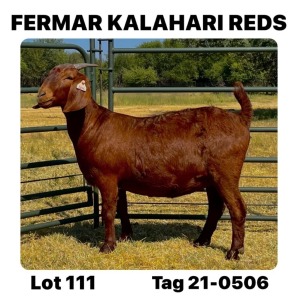 1X KALAHARI RED FLOCK DOE FERMAR KALAHARI REDS STUD