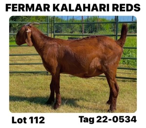 1X KALAHARI RED FLOCK DOE FERMAR KALAHARI REDS STUD